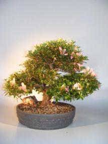 Flowering Japanese Satsuki Azalea Bonsai Tree<br><i>(rhododendron 'indicum')</i>