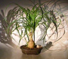 Ponytail Palm Bonsai Tree<br><i>(beaucamea recurvata)</i>