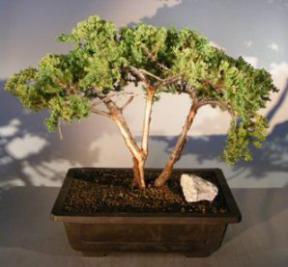 Juniper Bonsai Tree - Trained With Jin & Shari<br><i>(juniper procumbens nana)</i>