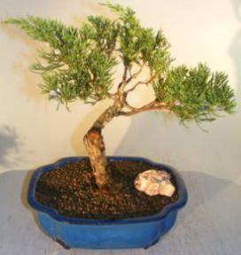 San Jose Juniper<br><i>(juniperus chinensin 'san jose')</i>