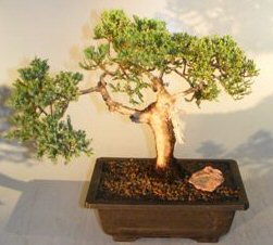 Juniper Bonsai Tree - Trained With Jin & Shari<br><i>(juniper procumbens nana)</i>