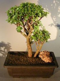 Baby Jade Bonsai Tree<br><i>(portulacaria afra)</i>