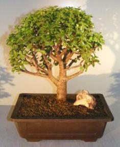 Baby Jade Bonsai Tree<br><i>(portulacaria afra)</i>