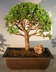 Baby Jade Bonsai Tree<br><i>(portulacaria afra)</i>