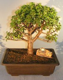 Baby Jade Bonsai Tree<br><i>(portulacaria afra)</i>