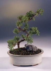 Juniper Karate Kid Bonsai Tree<br><i>(juniper procumbens nana)</i>