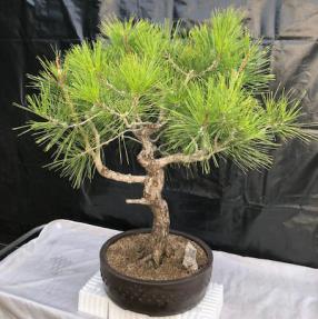 Japanese Black Pine Bonsai Tree <br>Curved Trunk With Tiered Branching <br><i>(pinus thunbergii 'mikawa')</i>