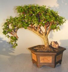 Baby Jade Bonsai Tree<br><i>(portulacaria afra)</i>