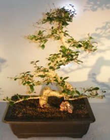 Flowering Fukien Tea Bonsai Tree<br>Curved Trunk & Tiered Branching<br><i>(ehretia microphylla)</i>