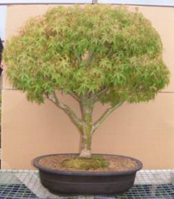 Dwarf Japanese Maple<br><i>(acer palmatum 'sharps pygme')</i>