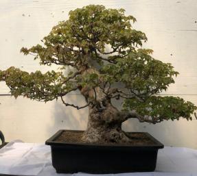 Trident Maple Bonsai Tree <br><i>(acer buergerianum)</i>