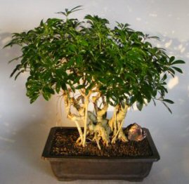 Hawaiian Umbrella Bonsai Tree<br>Banyan Style<br><i>(arboricola schefflera)</i>