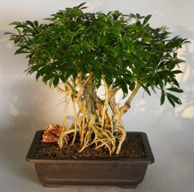 Hawaiian Umbrella Bonsai Tree<br>Banyan Style<br><i>(arboricola schefflera)</i>