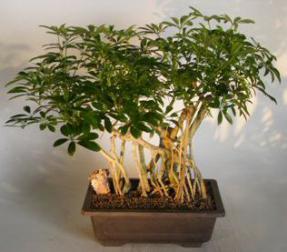 Hawaiian Umbrella Bonsai Tree<br>Banyan Style<br><i>(arboricola schefflera)</i>