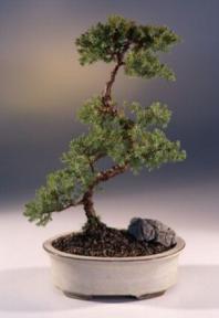 Juniper Karate Kid Bonsai Tree<br><i>(juniper procumbens nana)</i>