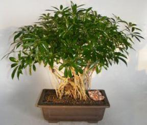 Hawaiian Umbrella Bonsai Tree<br>Banyan Style<br><i>(arboricola schefflera)</i>