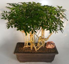 Hawaiian Umbrella Bonsai Tree<br>Banyan Style<br><i>(arboricola schefflera)</i>