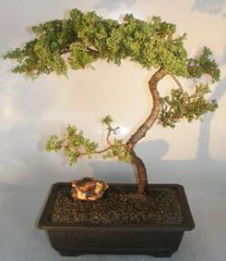 Juniper Bonsai Tree - Trained<br><i>(juniper procumbens nana)</i>