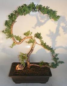 Juniper Bonsai Tree - Trained<br><i>(juniper procumbens nana)</i>