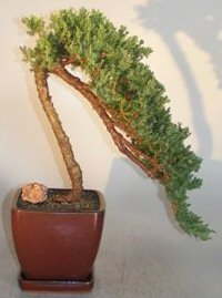 Juniper Bonsai Tree Cascade<br><i>(juniper procumbens nana)</i>