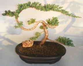 Juniper Bonsai Tree - Trained<br><i>(juniper procumbens nana)</i>