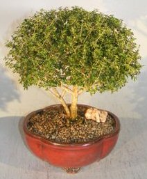 Flowering Chinese White Serissa<br>Bonsai Tree Of A Thousand Stars<br><i>(serissa japonica)</i>