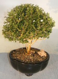 Flowering Chinese White Serissa<br>Bonsai Tree Of A Thousand Stars<br><i>(serissa japonica)</i>