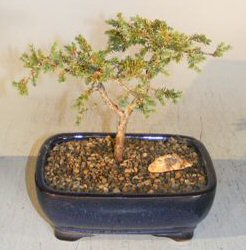Juniper Bonsai Tree<br><i>(juniper communis)</i>