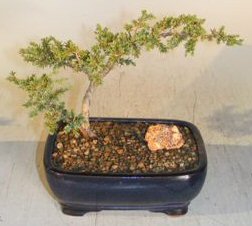 Juniper Bonsai Tree<br><i>(juniper communis)</i>