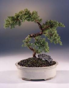 Juniper Karate Kid Bonsai Tree<br><i>(juniper procumbens nana)</i>