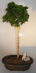 Hinoki Cypress Bonsai Tree- Upright Style<br><i>(chamecyparis obtusa 'verdoni')</i>