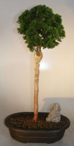 Hinoki Cypress Bonsai Tree- Upright Style<br><i>(chamecyparis obtusa 'verdoni')</i>