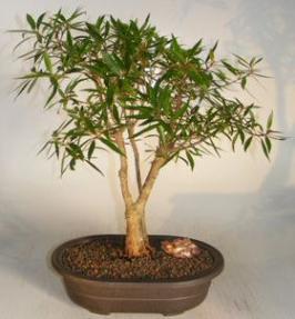 Willow Leaf Ficus Bonsai Tree<br><i>(Ficus Nerifolia/Salisafolia)</i>