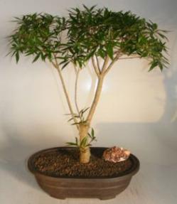 Willow Leaf Ficus Bonsai Tree<br><i>(Ficus Nerifolia/Salisafolia)</i>