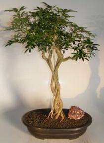 Hawaiian Umbrella Bonsai Tree <br>Braided Trunk and Banyan Style<br><i> (arboricola schefflera) </i>