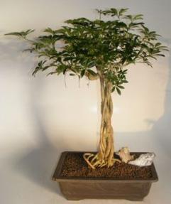 Hawaiian Umbrella Bonsai Tree<br>Braided Trunk and Banyan Style<br><i>(arboricola schefflera)</i>