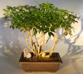 Hawaiian Umbrella Bonsai Tree<br>Banyan Style<br><i>(arboricola schefflera)</i>