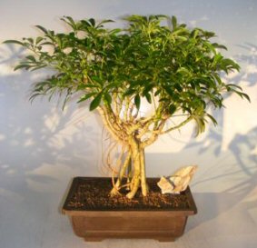 Hawaiian Umbrella Bonsai Tree<br>Banyan Style<br><i>(arboricola schefflera)</i>