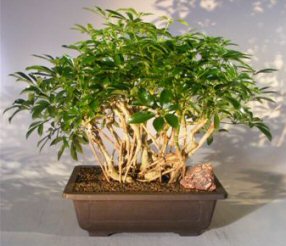Hawaiian Umbrella Bonsai Tree<br>Banyan Style<br><i>(arboricola schefflera)</i>