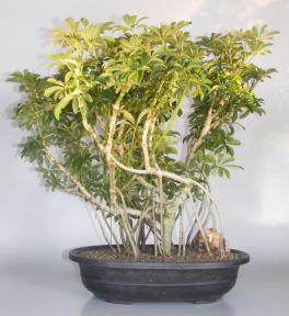 Hawaiian Umbrella Bonsai Tree<br>Banyan Style<br>(arboricola schfflera)