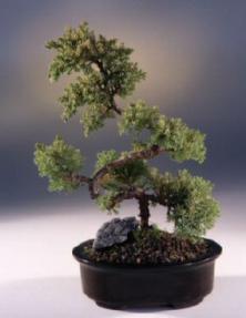 Juniper Karate Kid Bonsai Tree<br><i>(juniper procumbens nana)</i>