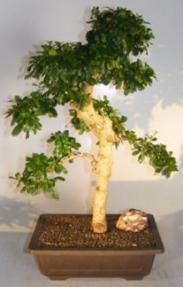 Flowering Fukien Tea Bonsai Tree<br>Curved Trunk & Tiered Branching<br><i>(ehretia microphylla)</i>