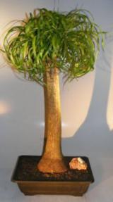 Ponytail Palm Bonsai Tree<br><i>(beaucamea recurvata)</i>