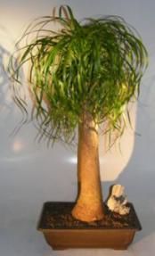 Ponytail Palm Bonsai Tree<br><i>(beaucamea recurvata)</i>