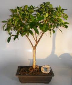 Flowering Gardenia Bonsai Tree <br><i>(jasminoides miami supreme)</i>