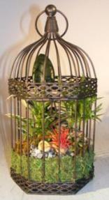 Savanna Birdcage Open Terrarium<br>Indoor Foliage Arrangement