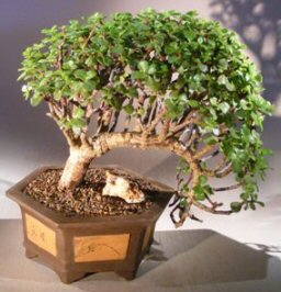 Baby Jade Bonsai Tree<br><i>(portulacaria afra)</i>