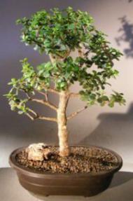 Baby Jade Bonsai Tree<br><i>(portulacaria afra)</i>