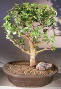 Baby Jade Bonsai Tree <br><i>(portulacaria afra)</i>