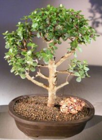 Baby Jade Bonsai Tree<br><i>(portulacaria afra)</i>